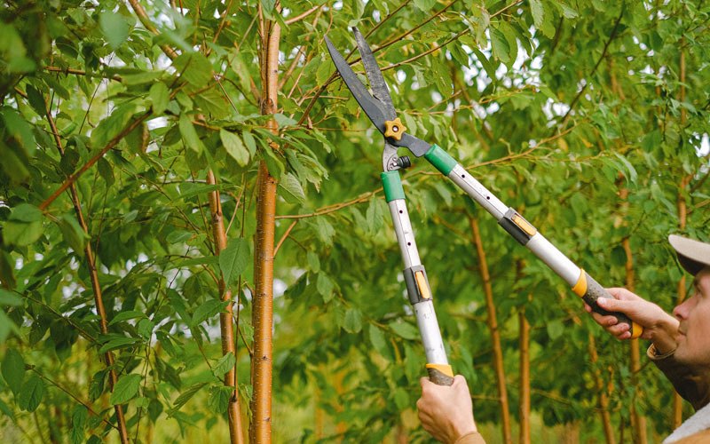 Tree trimming in Dongola, IL